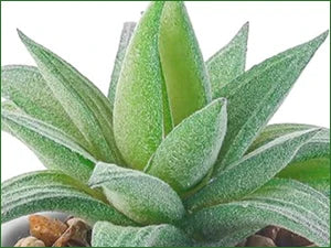 Fake Succulent Plants (2-Pack)