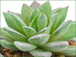 Fake Succulent Plants (2-Pack)